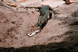 Struggle Prints: Monitor Lizard Raids Sea Turtle Nest