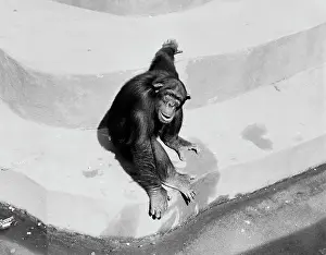 Concrete Prints: Monkey in Zoo