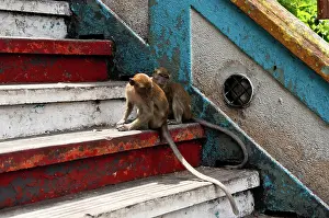 Tropical Prints: Monkeys sitting on colorful stairs
