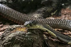 Toxic Prints: Monocled cobra (Naja kaouthia), native to central and southern Asia