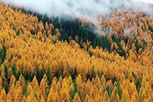 Montana Prints: Montana, Lolo National Forest, golden larch trees in fog