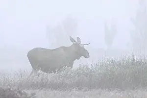 Moose (Alces alces), elk young bull with small antlers foraging in early morning mist
