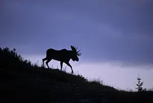Moose Prints: Moose Alces alces Male Silhouette, Autumn, Waterton Lakes National Park, Alberta, Canada