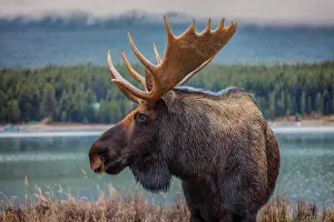 Hike Prints: Moose are amazingly beautiful and have a kind of quiet majesty to them