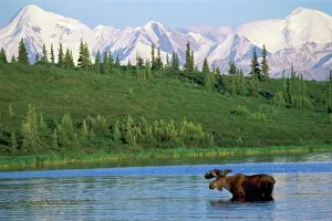 Antelope Prints: Moose Wonder Lake Denali National Park Alaska USA