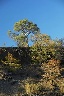 Colophospermum Mopane Prints: Mopane Trees (Colophospermum mopane) in Autumn colours growing on side of hill