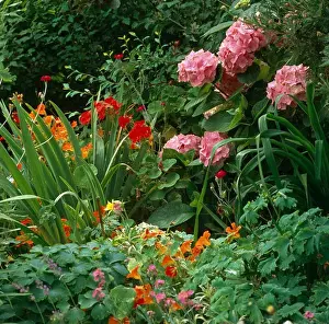 Bulbs Prints: Mophead hydrangea growing in a mixed border with minulus and lychnis