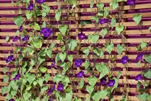 Contrast Prints: Morning glory, Ipomoea purpurea
