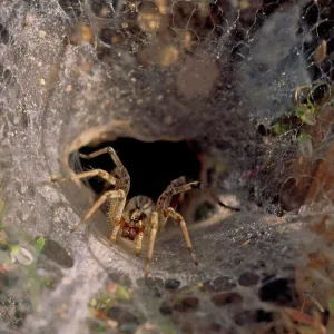 Vortex Prints: Morning Light Greets a Wolf Spider in Southern Arizona's Desert