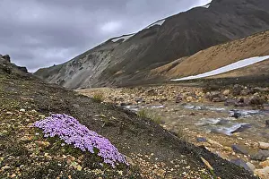Rosy Prints: Moss campion (Silene acaulis), cushion pink in flower on the tundra at Landmannalaugar in Iceland