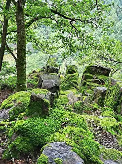 Calm Prints: Moss-covered rock formation in the forest consists of large
