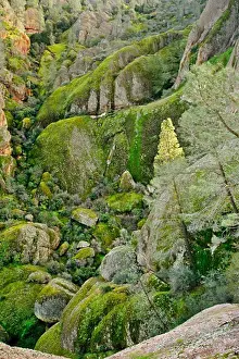 Landforms Prints: Moss on Rocks