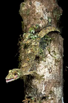 Mossy Leaf-Tailed gecko (Uroplatus sikorae) active at night