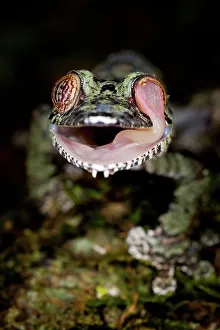Animal Eye Prints: Mossy Leaf-Tailed gecko (Uroplatus sikorae) cleaning eye with tongue in forest understory at night
