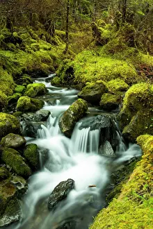 Aurora Prints: Mossy Stream, Cordova Alaska