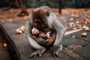 Bokeh Prints: Mother Balinese long tailed monkey holding her baby