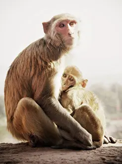 Jungle Prints: Mother and child Rhesus macaque monkeys, Agra, India