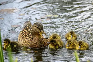 Guiding Prints: Mother duck swims with her adorable ducklings