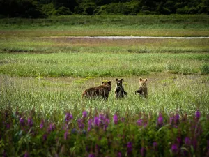 Alaska Peninsula Prints: Mother with two spring cubs, Coastal Brown Bears (Ursus arctos horribilis) family in the meadow at Hallo Bay