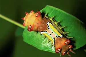 Natural Pattern Prints: Mottled cup moth larva with stinging spines retracted inside pockets, Eastern Australia