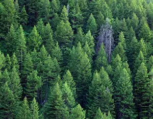 Designs Prints: MOUNT NAOMI WILDERNESS, UTAH. USA
