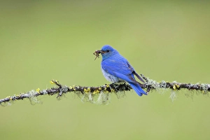 Perch Prints: Mountain bluebird (Sialia currucoides)