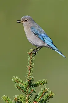 North American Prints: Mountain Bluebird (Sialia Currucoides) Perched On A Branch In Alberta, Canada