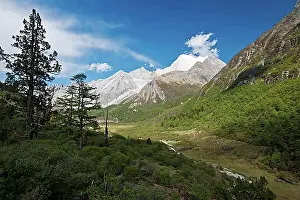 Mountain Chain Prints: Mountain forest at 4500 m altitude in Kham
