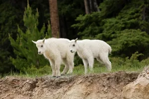 Public Prints: Mountain goat Oreamnos americanus, kids, Jasper National Park, Alberta, Canada