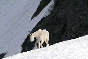 Cold Temperature Prints: A Mountain Goat on the steep slopes in the Cascade Mountains, British Columbia, Canada