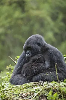 Rainforests Prints: Mountain Gorilla (Gorilla beringei beringei) adult female with young
