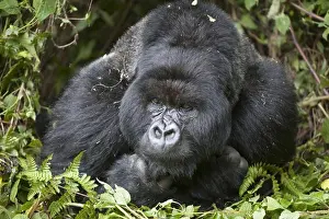 Rainforests Prints: Mountain Gorilla (Gorilla beringei beringei) silverback adult male