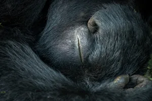 Mountain gorilla (Gorilla beringei beringei) sleeping