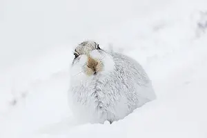 Relaxed Prints: Mountain hare (Lepus timidus), Alpine hare