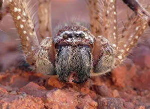 Australasia Prints: Mountain Huntsman Spider (Isopeda montana) adult