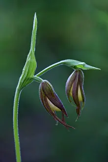 Petal Prints: Mountain Lady's Slipper, (cypripedium montanum) Waterton Lakes National Park