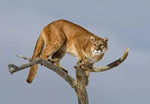 Mountain lion (Puma concolor) standing on a tree