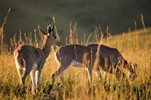 African Photograph Prints: Mountain Reedbuck (Redunca fulvorufula). Itala Game Reserve. KwaZulu Natal. South Africa