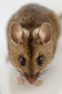 Mouse close-up portrait, Norfolk