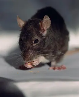Curiosity Prints: Mouse eating crumbs