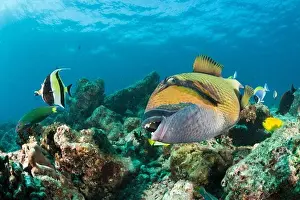 Geography Prints: Moustache Triggerfish, Balistoides viridescens, Baa Atoll, Indian Ocean, Maldives