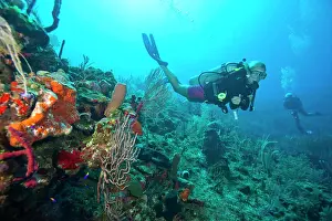 Honduras Prints: (MR) female scuba diver, North Side of Utila, Bay Islands, Honduras, Central America