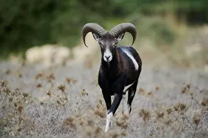 Warme Prints: mufflon, muffel, muffelwild, mufflons, wildschaf, wildschafe ** mouflon, mouflons 539-ntu