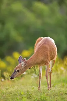 Deer Prints: Mule deer (Odocoileus hemionus) grazing in a field