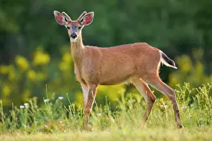 Deer Prints: Mule deer (Odocoileus hemionus) standing in a field