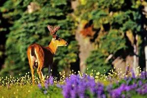 Deer Prints: Mule deer (Odocoileus hemionus) standing in a field