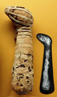 Egypt Prints: Mummified dog from Egypt. Dated 2493 BC