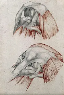 Chalk Prints: Muscles, tendons and bones of the knee-joint: two figures