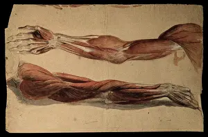 Muscles Prints: Muscles and tendons of the upper arm: two écorchés. Watercolour, 18--()
