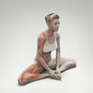 Balance Prints: Musculature layered over a female body in the bound angle pose showing the activity in this particular yoga posture